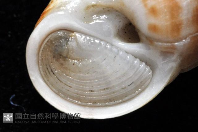 玉螺之一種藏品圖，第8張