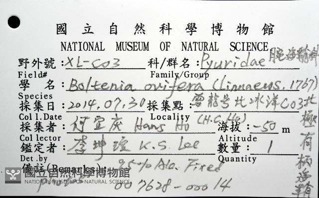 北極有柄海鞘藏品圖，第8張