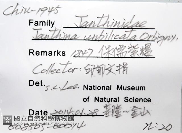 侏儒紫螺藏品圖，第8張