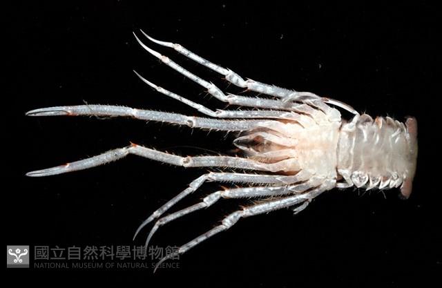 三脊似刺鎧蝦藏品圖，第8張