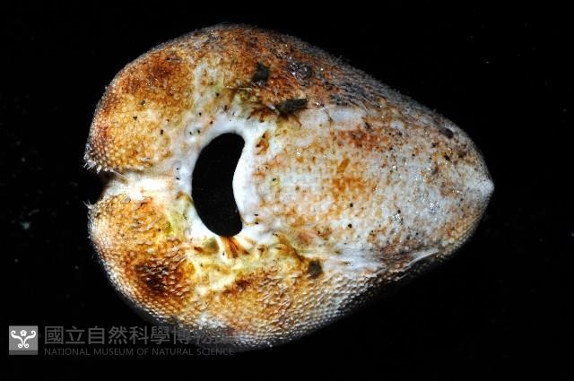 命運神海膽藏品圖，第8張