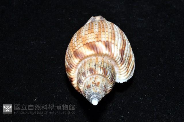 黑田渦螺藏品圖，第8張