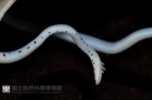 線紋擬鉤腕魷藏品圖，第8張