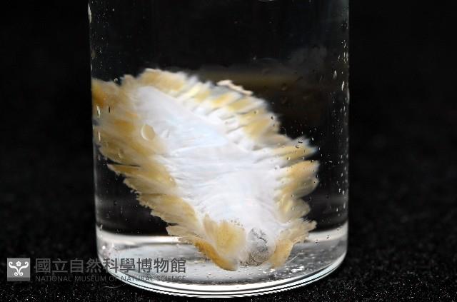 粗糙雙指鱗蟲藏品圖，第8張