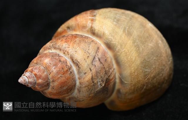 波部鳳螺藏品圖，第8張