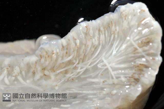 未知種短腹海鞘藏品圖，第8張