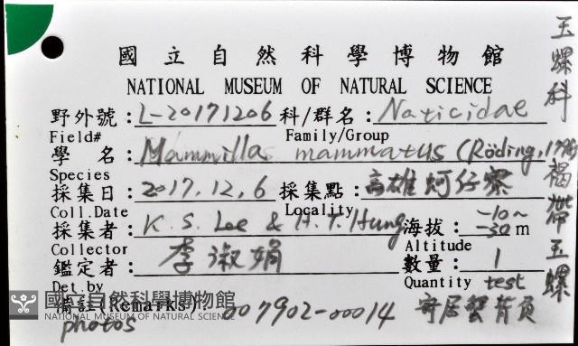 褐帶玉螺藏品圖，第8張