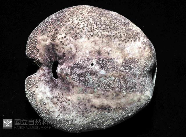 心形緣帶海膽藏品圖，第8張