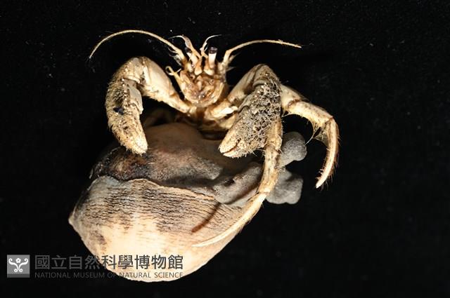 寄居蟹鞘群海葵藏品圖，第8張