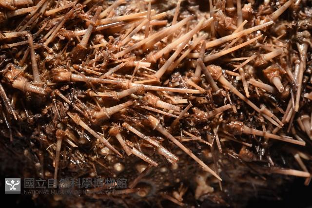 魯氏硬海膽藏品圖，第8張