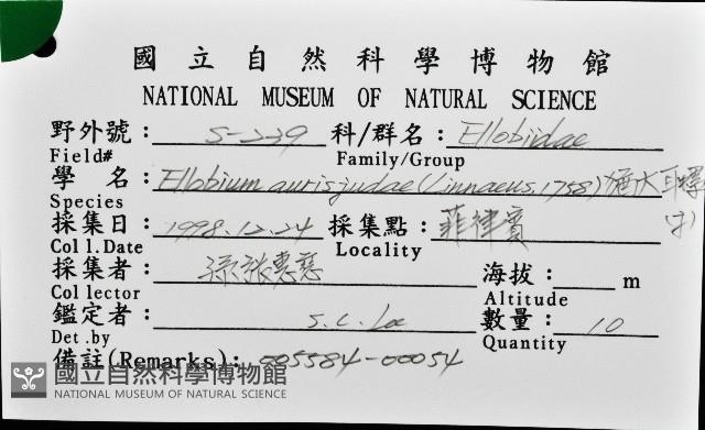 猶大耳螺藏品圖，第8張