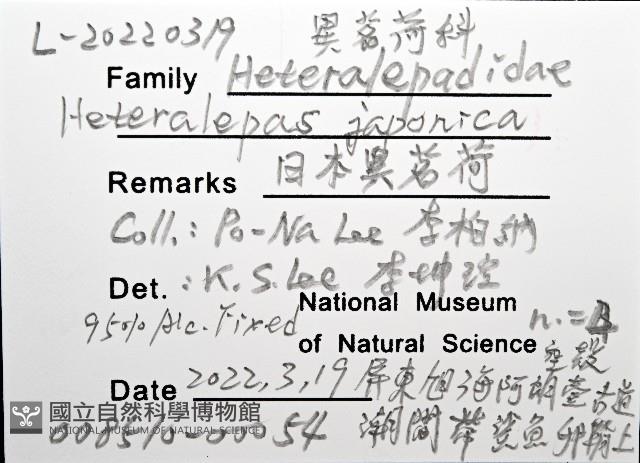 日本異茗荷藏品圖，第8張