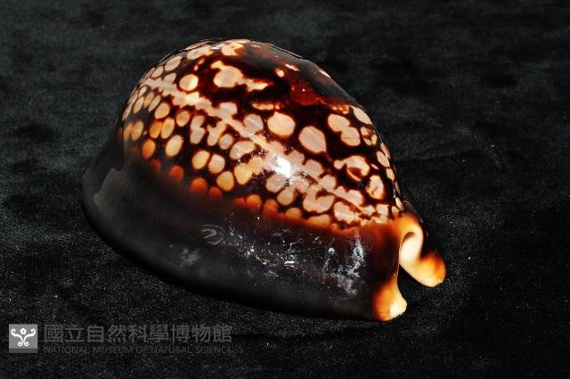 龜甲寶螺藏品圖，第8張