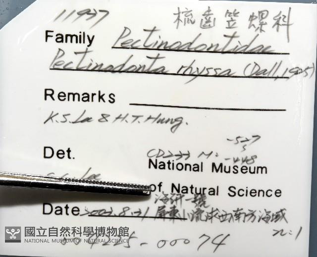 梳齒笠螺之一種藏品圖，第8張