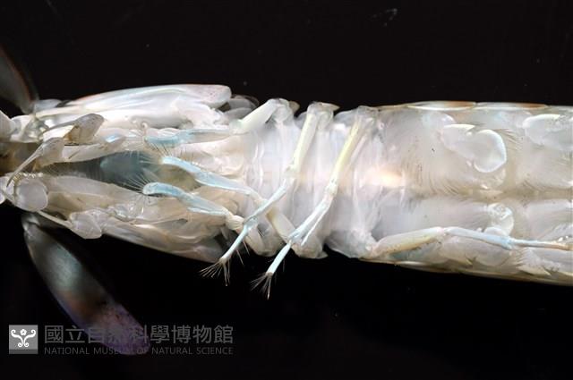 脊尾齒指蝦蛄藏品圖，第8張