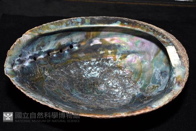 孔雀鮑螺藏品圖，第8張