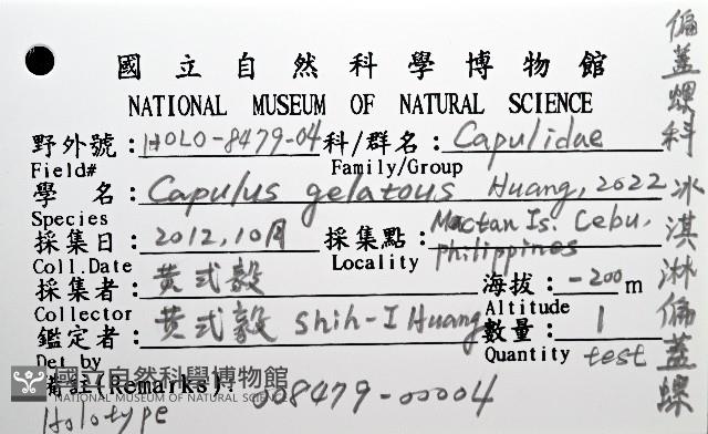 冰淇淋偏蓋螺藏品圖，第8張
