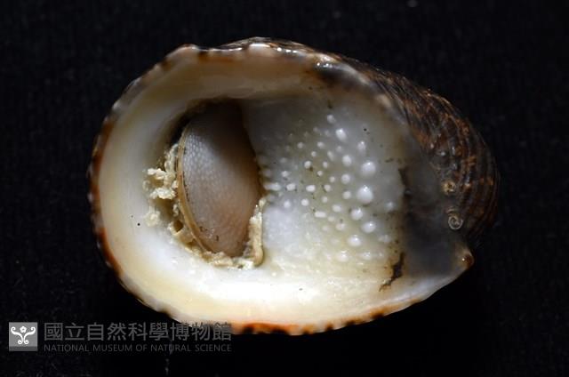 漁舟蜑螺藏品圖，第8張