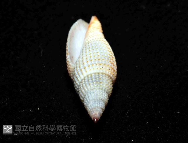 霓裳筆螺藏品圖，第8張