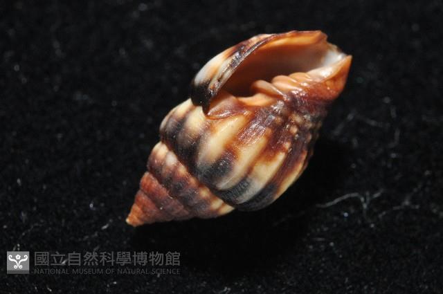 毛球蛹筆螺藏品圖，第8張