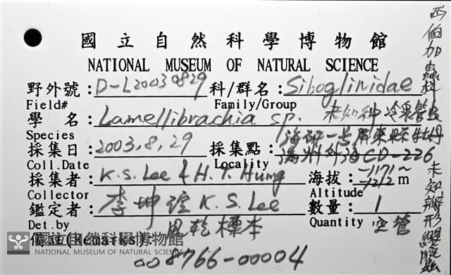 未知種瓣形纓腕蟲藏品圖，第8張