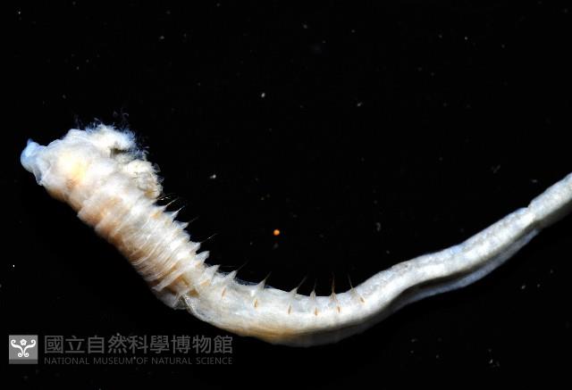 八里梳鰓蟲藏品圖，第8張