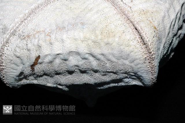 麵包海星(饅頭海星)藏品圖，第8張