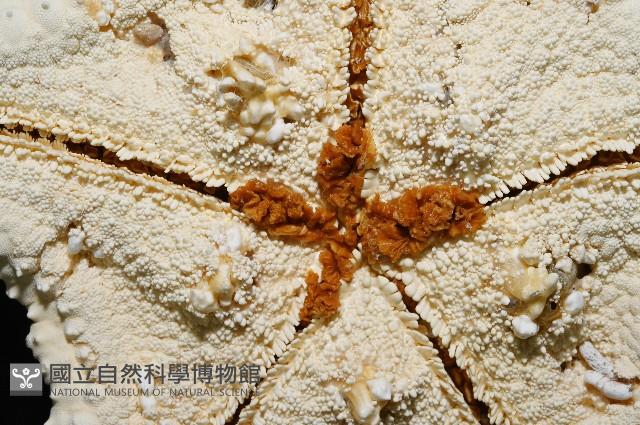 棘疣海星藏品圖，第8張