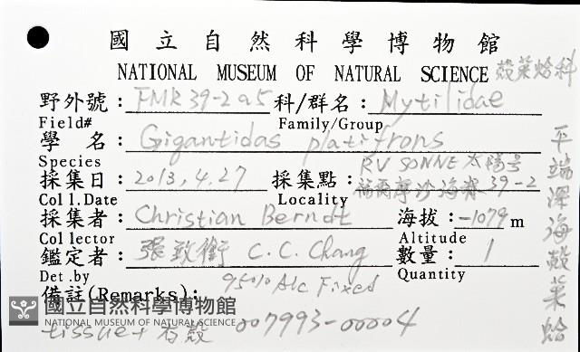 平端深海殼菜蛤藏品圖，第8張