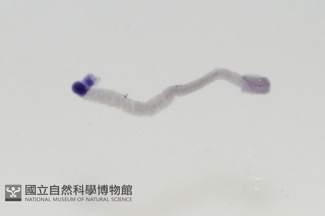 新種鯊魚絛蟲-01藏品圖，第8張