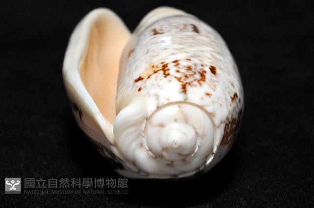 錦綢榧螺藏品圖，第8張