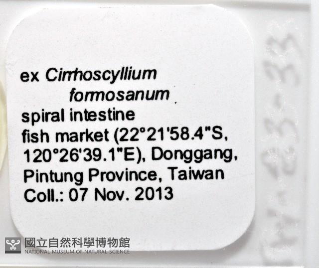 新種葉槽絛蟲藏品圖，第8張