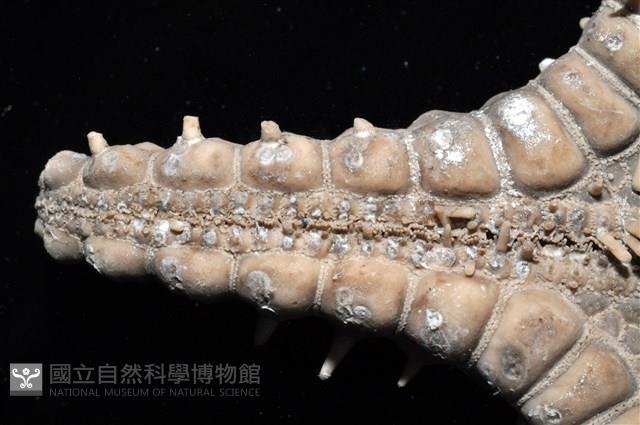 玉緣棘角海星(紫氏麗海星)藏品圖，第8張