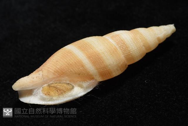 阿猴布紋螺藏品圖，第8張
