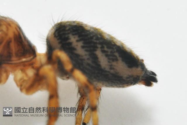 多色金毛蛛藏品圖，第8張