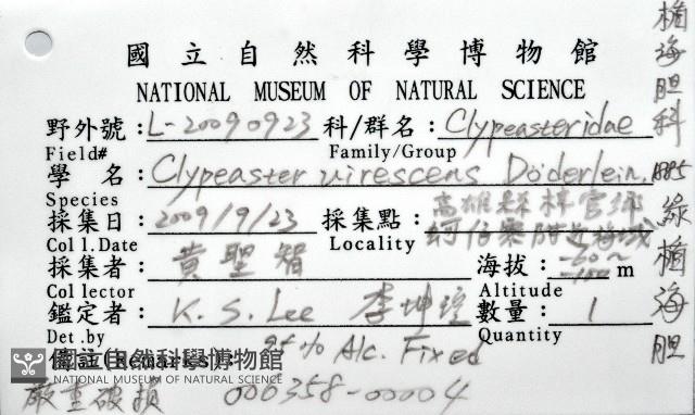 綠楯海膽藏品圖，第8張