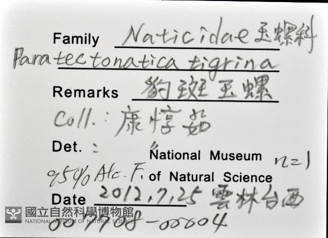 豹斑玉螺藏品圖，第8張