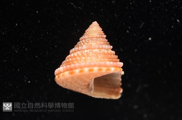 金門鐘螺(洪氏麗口螺)藏品圖，第8張