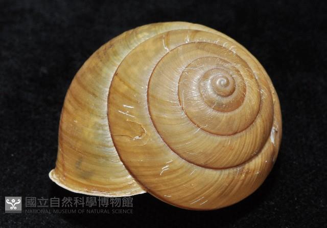 金崙栗蝸藏品圖，第8張