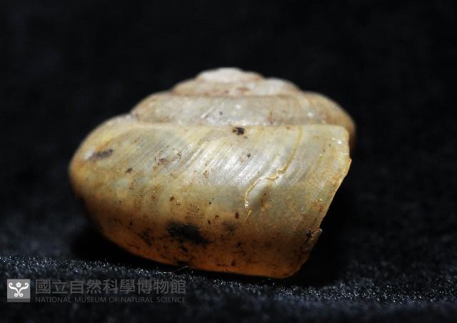 阿禮高腰蝸牛藏品圖，第8張