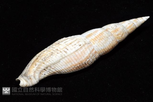 姜佬筆螺藏品圖，第8張