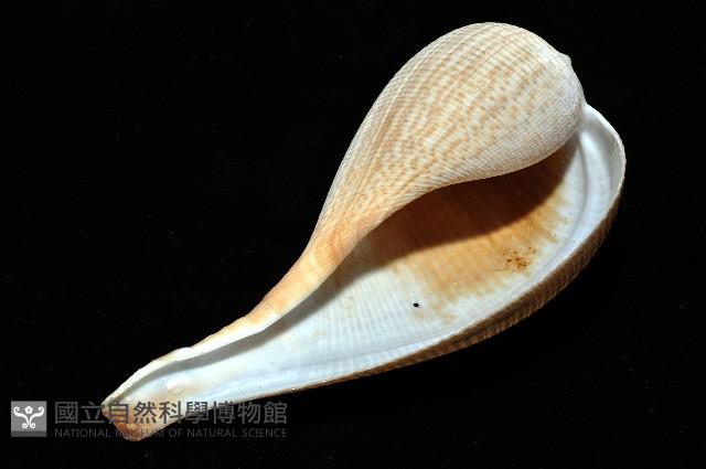 大枇杷螺藏品圖，第8張