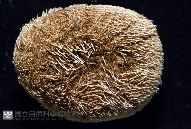 卵圓斜海膽藏品圖，第8張