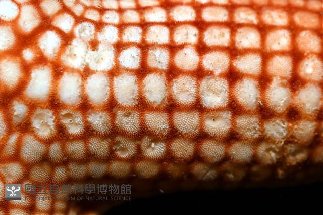 鑽石異瘤蛇海星(暫譯)藏品圖，第8張