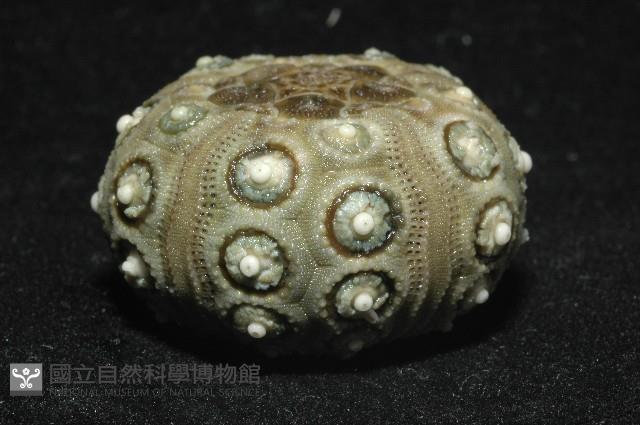 雙列角頭帕藏品圖，第8張