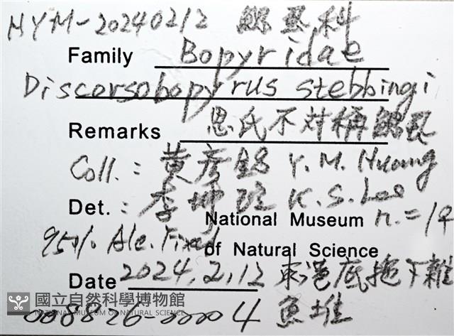 思氏不對稱鰓虱藏品圖，第8張
