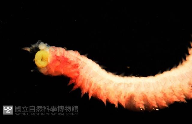 未知種沙蠶藏品圖，第8張