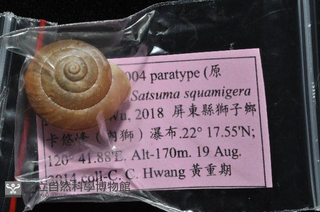 鱗高腰蝸牛(鱗菱蝸牛)藏品圖，第8張