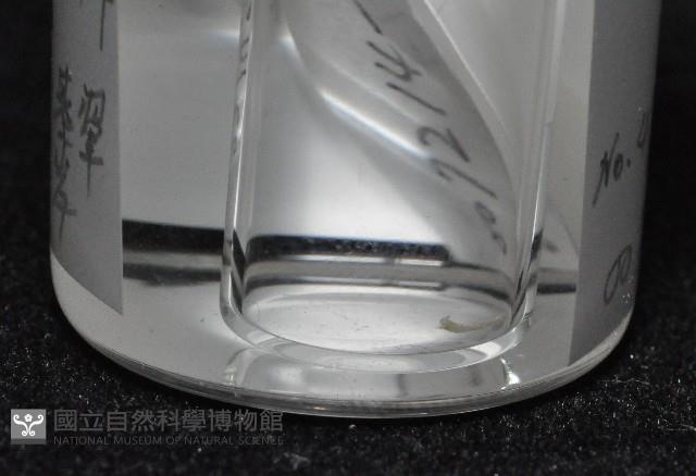 光齒非擬原足蟲藏品圖，第8張