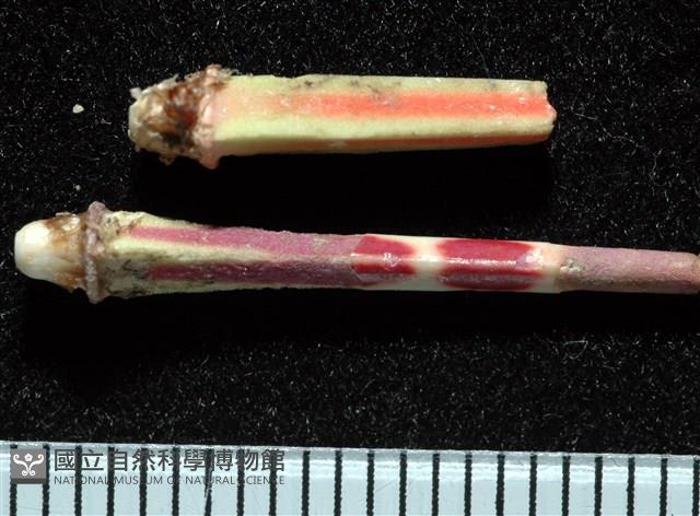 浪腔海膽(波紋腔海膽)藏品圖，第8張